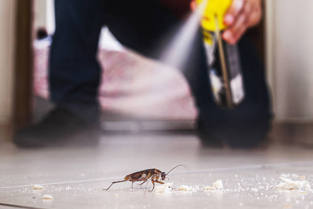 Best Insect Control  in University Park, TX