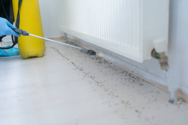 Trusted University Park, TX Pest Control Experts